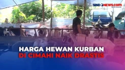 Harga Hewan Kurban di Cimahi Naik Dratis Jelang Iduladha
