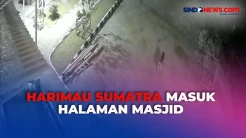 Detik-Detik Harimau Sumatra Masuk Halaman Masjid di Solok