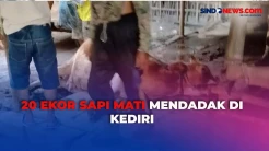 Puluhan Ekor Sapi Mati Mendadak Jelang Iduladha, DKKP Kabupaten Kediri Lakukan Rapid Test