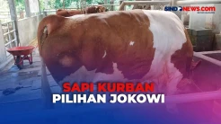 Sapi Berbobot 1,08 Kg di Subang Dibeli Jokowi untuk Kurban