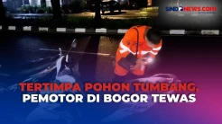 Pulang Kerja saat Hujan Deras, Pemotor Tewas Tertimpa Pohon Tumbang di Bogor