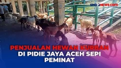 Jelang Iduladha, Penjualan Hewan Kurban di Pidie Jaya Aceh Sepi Peminat