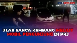 Heboh! Ular Sanca Kembang Melilit Mobil Pengunjung di Parkiran PRJ Kemayoran