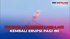 Pagi Ini Gunung Lewotobi Laki-Laki Kembali Erupsi, Semburkan Abu Vulkanik 700 Meter