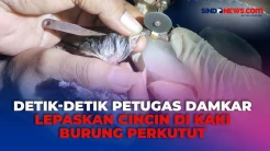 Berlangsung Dramatis, Petugas Damkar Rembang Potong Cincin yang Menjepit di Kaki Burung Perkutut