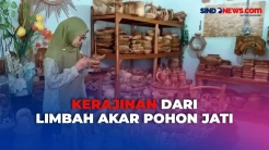 Pasutri di Situbondo Sulap Limbah Akar Pohon Jati Menjadi Karya Seni Bernilai Tinggi