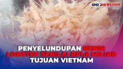 Petugas Gagalkan Penyelundupan Benih Lobster Senilai Rp1,6 Miliar Tujuan Vietnam di Bandara YIA