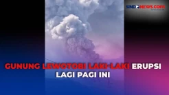 Pagi Ini, Gunung Lewotobi Laki-Laki Kembali Erupsi, Kolom Abu Letusan Capai 900 Meter