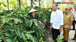 Panen Kopi Robusta di Lampung Barat, Jokowi: Permintaan Ekspor Terus Naik