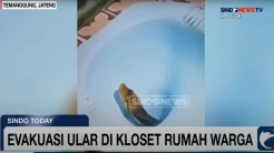 Evakuasi Ular di Temanggung, Petugas Damkar Bongkar Kloset
