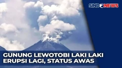 Gunung Lewotobi Meletus, Kolom Abu Capai 700 Meter dan Banjir Lahar Ancam Warga