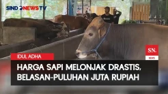Jelang Hari Raya Kurban, Harga Sapi Naik Drastis
