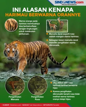 Sukses Jadi Predator,...