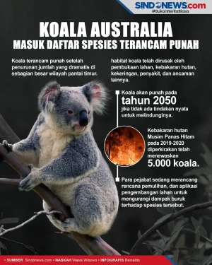 Koala Australia Masuk...