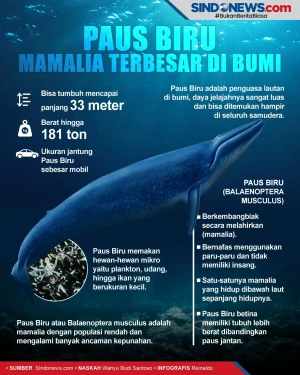 Paus Biru Mamalia Terbesar...