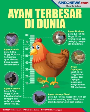 Ayam Terbesar di Dunia,...