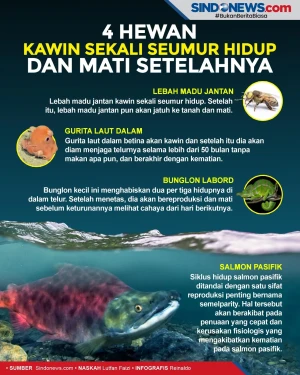 4 Hewan yang Kawin Sekali...