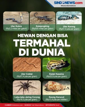Ada Ular Kobra, Berikut...