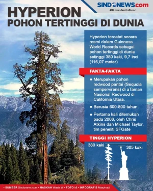 Hyperion, Pohon Paling...