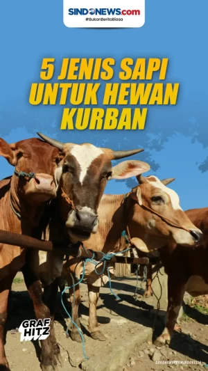 5 Jenis Sapi yang Sering...