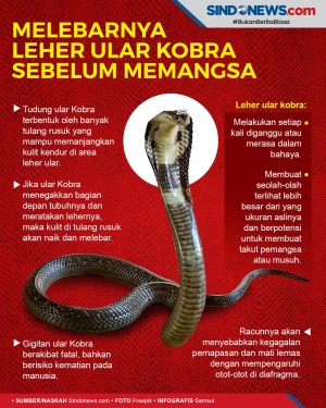 Melebarnya Leher Ular...