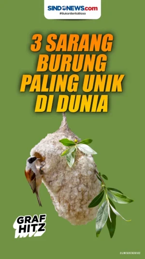 Keren! Berikut 3 Sarang...