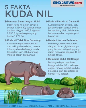 5 Fakta Kuda Nil, Kawin...