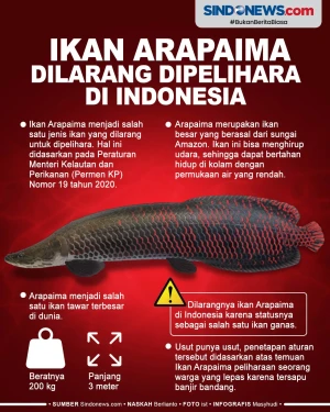 Ini Penyebab Ikan Arapaima...