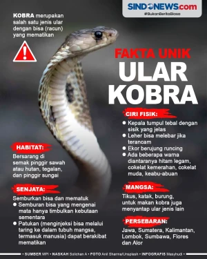 Fakta Unik Kobra, Salah...
