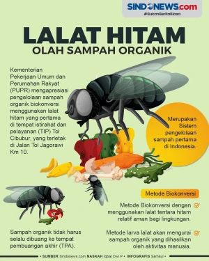 Keren! Lalat Hitam Olah...