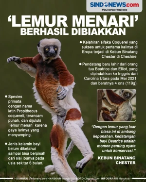 Lemur Menari dari Madagaskar...