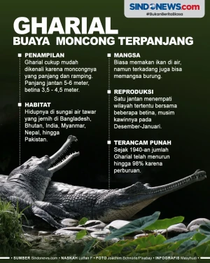 5 Fakta Gharial, Buaya...