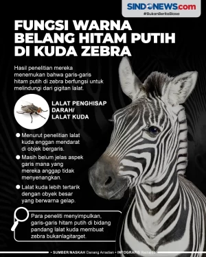Fungsi Warna Belang...