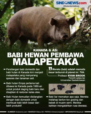 Babi Diakui Kanada dan...