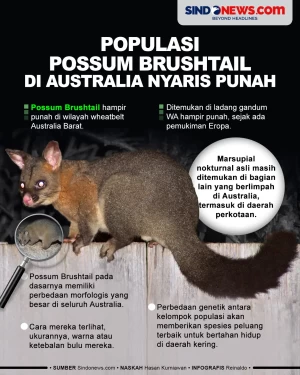 Populasi Possum Brushtail...