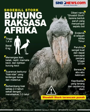 Shoebill Stork, Burung...