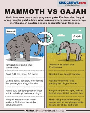 Perbedaan Mammoth dan...