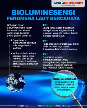 Bioluminesensi, Fenomena...