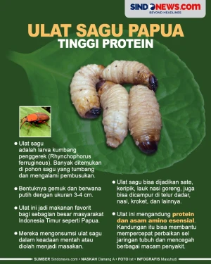 Ulat Sagu Papua, Larva...