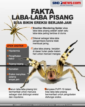 Fakta Laba-Laba Pisang...