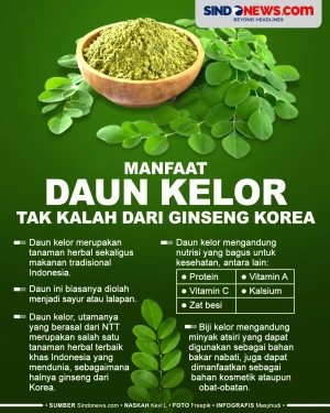 Daun Kelor Memiliki...