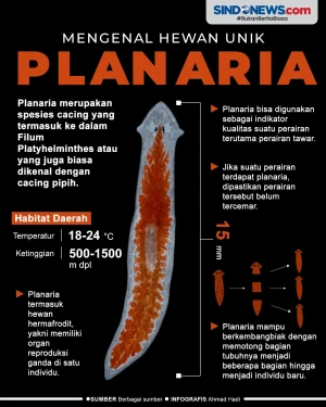 Planaria, Hewan yang...