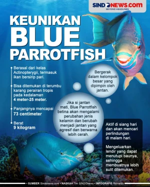Blue Parrotfish, Ikan...