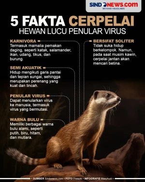 5 fakta Cerpelai, salah...