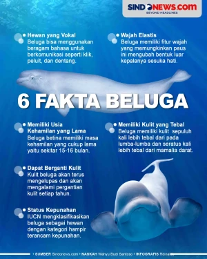 6 Fakta Beluga, Paus...