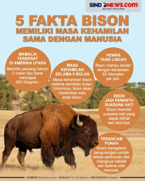5 Fakta Bison, Hewan...