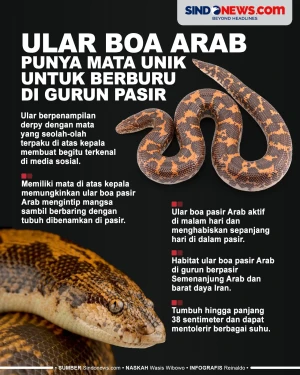 Ular Boa Arab, Punya...