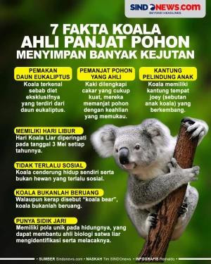 Fakta Koala, Ahli Panjat...