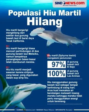 Populasi Hiu Martil...
