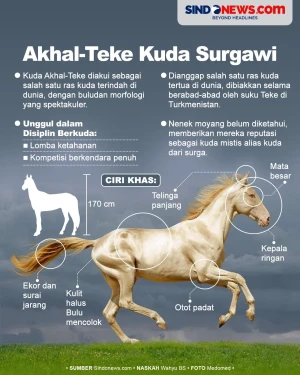 Kuda Akhal-Teke Ras...